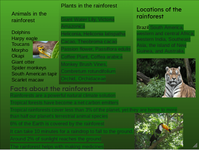 Amazon rainforest poster – Oken @ Rāwhiti School